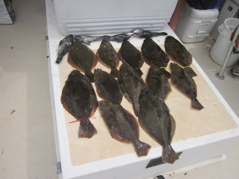 flukeblackseabass.jpg