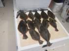 flukeblackseabass_small.jpg