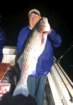 tomhollandwitha33lbstriper43inches_small.jpg